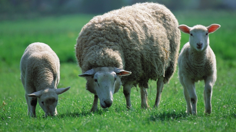 Contratti agrari e la competenza funzionale della Sezione Spe...