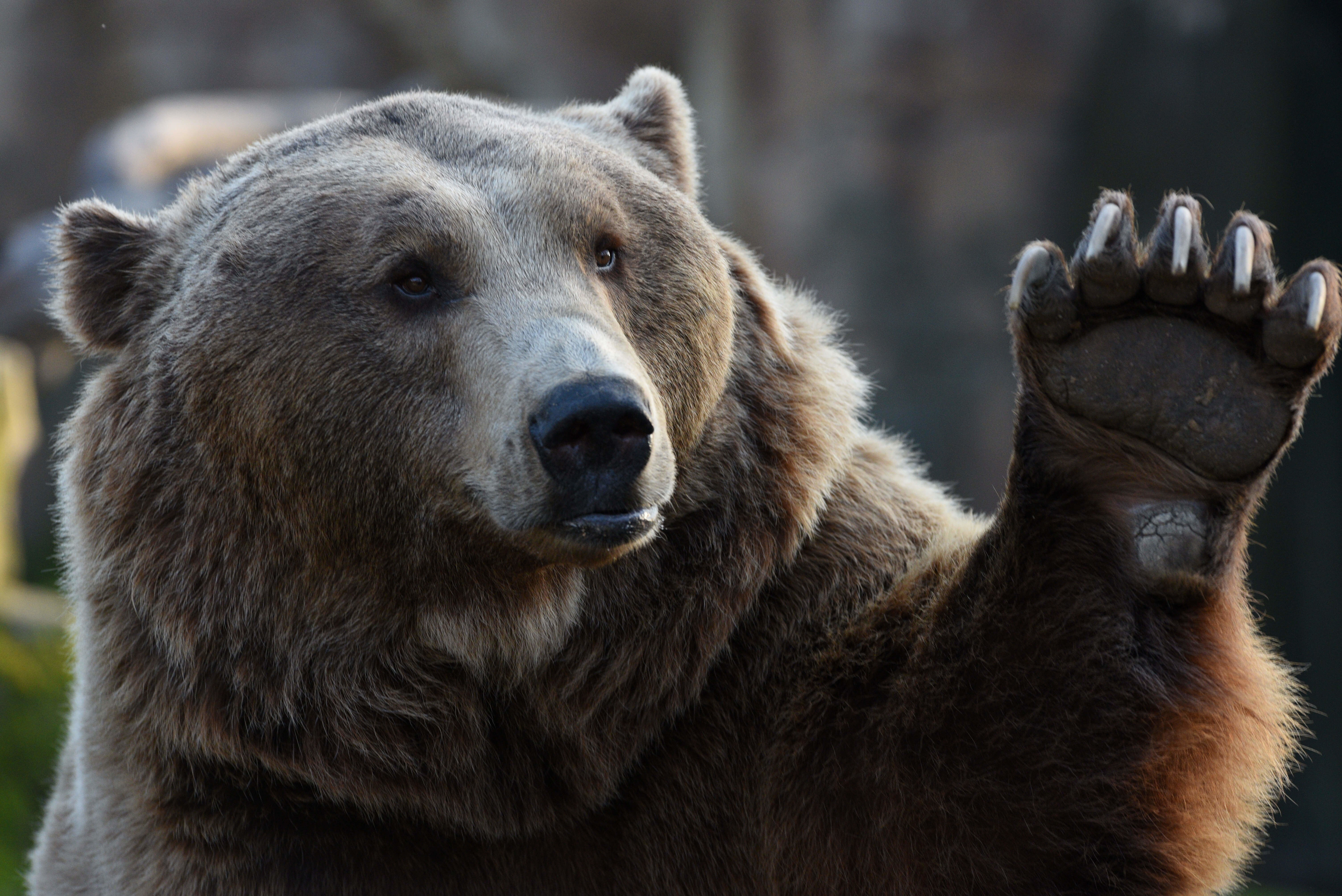 Tutela degli animali e sicurezza pubblica: legittimo il provv...