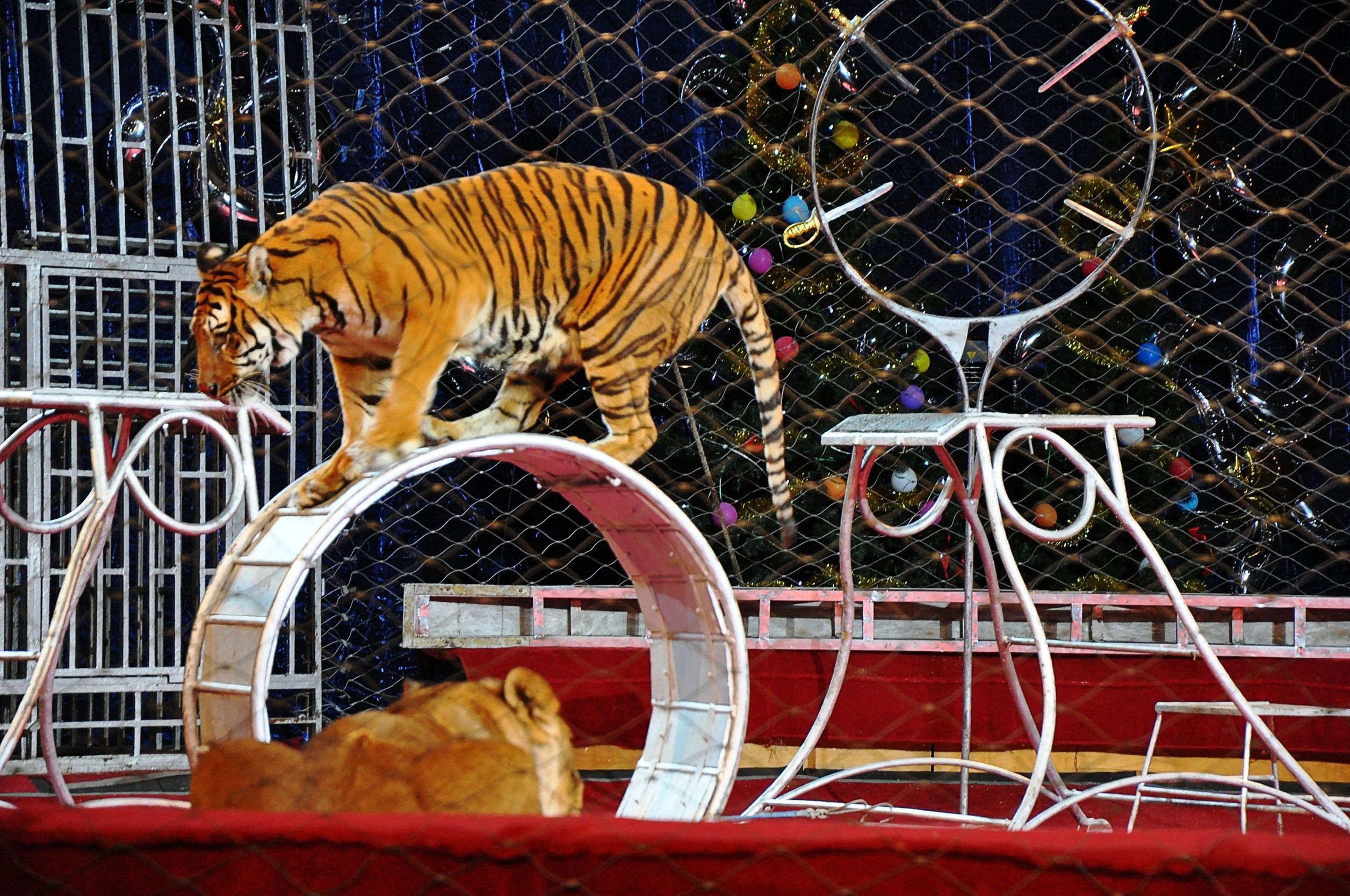 Circo, gli animali vanno curati sia sotto l’aspetto fisico ch...