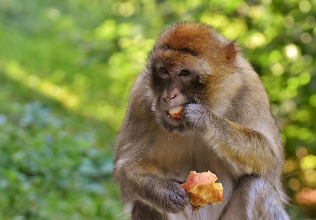 Avellino. Detiene due esemplari vivi di Macaca Sylvanus, mamm...