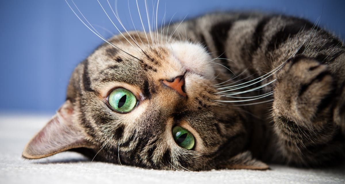 Gatti in condominio, responsabilità oggettiva per danni da in...