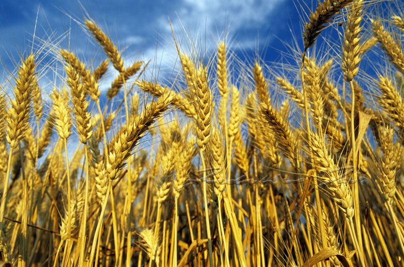In materia agraria, la necessità del preventivo esperimento d...