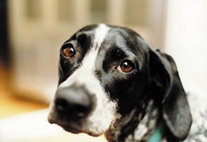 L’aggressione da cane randagio porta al risarcimento solo se ...
