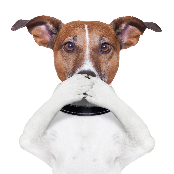 Immissioni intollerabili dei cani, il giudice ordina il trasf...