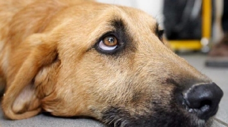 Udine. Padrone bastona il proprio cane. Il Giudice lo condann...