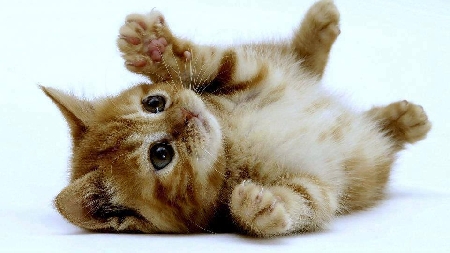 Separazione: Il gatto 