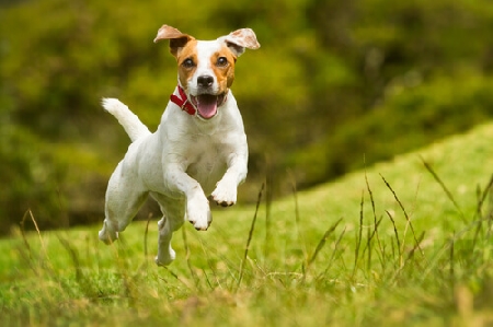 Un uomo al parco con i suoi due cani, viene urtato da un terz...
