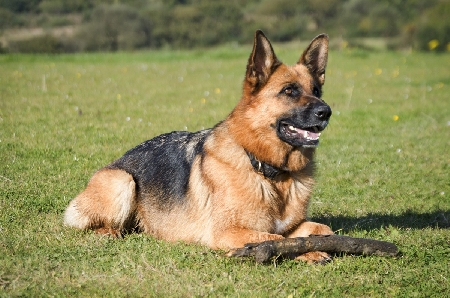Cani in lite, un uomo prova a dividerli e viene morso: padron...