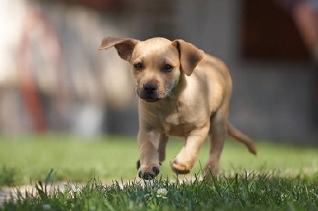 I cani hanno una loro dignità,meritano di essere rispettati e...