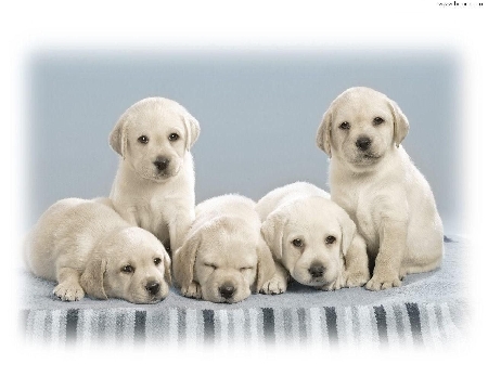 Uccidono un considerevole numero di cani, anche intere cuccio...