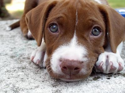 Il proprietario del cane è titolare di una posizione di garan...