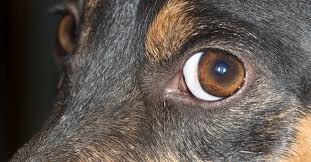 Operaio morso da un cane.