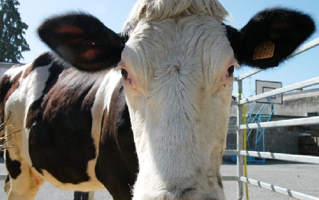 Impatto di un'auto con una mucca. L'automobilista muore. L'al...