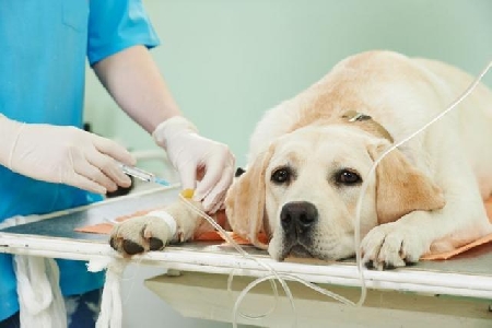 Il cane muore dopo l’anestesia: è responsabile il veterinario...