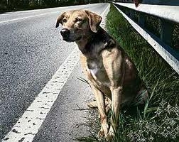 Danni causati da animali randagi: il Comune è responsabile a ...