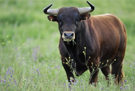 Vendita di un toro rivelatosi infertile. Alienare un toro ste...