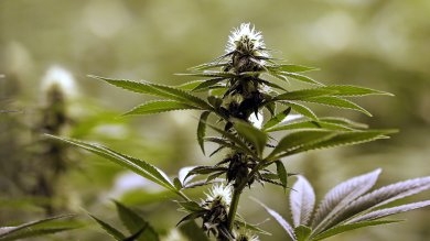 La cannabis light non è reato, se risponde alle caratteristic...