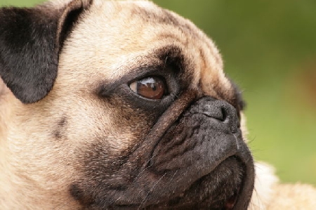 Un boxer aggredisce una donna. Reato estinto con il pagamento...