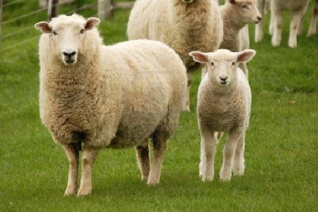 Sottrae un agnello dall'ovile di un pastore, colpisce ad una ...