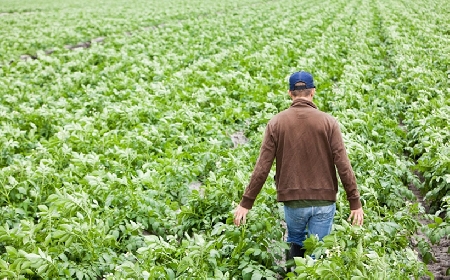 Imprenditore agricolo: il diritto di prelazione ex art. 8 l. ...