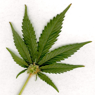 Ericino trovato con Kg 7,5 di marijuana e 150 gr. di hashish,...