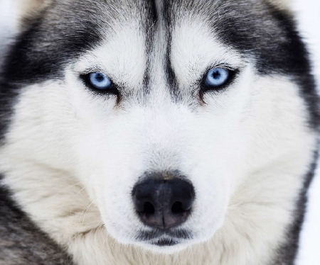Zuffa tra cani. Uno dei proprietari cade e muore: di chi è la...