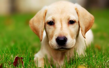 L' uso del collare elettrico per l' addestramento del cane è ...
