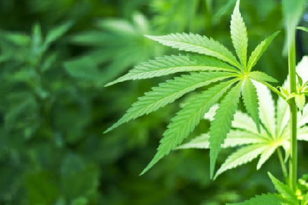 Quali sono le condizioni di liceità dell’uso terapeutico di s...