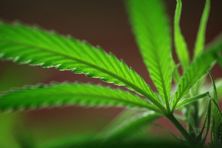 Quali sono le condizioni di liceità dell’uso terapeutico di s...