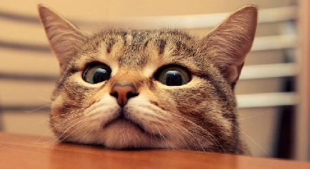L'agilità del gatto e la dubbia natura oggettiva della respon...