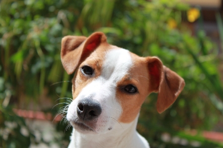 Per il Tribunale di Roma è possibile l'affido di un cane.