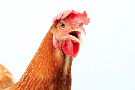 Cane ruba una gallina in un pollaio e scappa con il pennuto i...