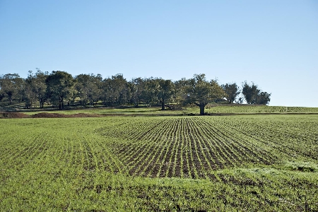 Contratti agrari