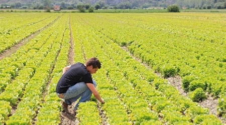 Contratti agrari