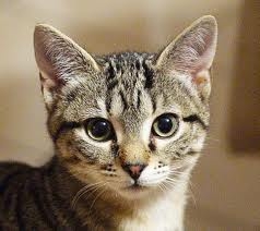 Locazione appartamento ammobiliato: il gatto dell'inquilino p...