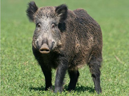 Danni cagionati dalla fauna selvatica - Indennizzo previsto d...