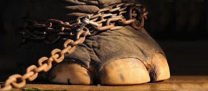 Delitti contro il sentimento per gli animali - Morte dell'...