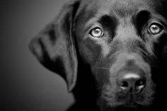 Delitti contro il sentimento per gli animali - Delitti di cui...