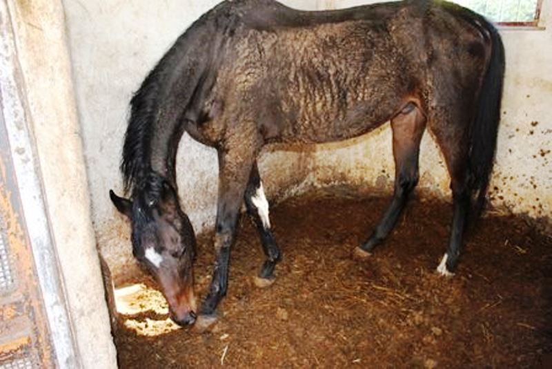 Si può avere un allevamento di cavalli e asini tenuto allo st...