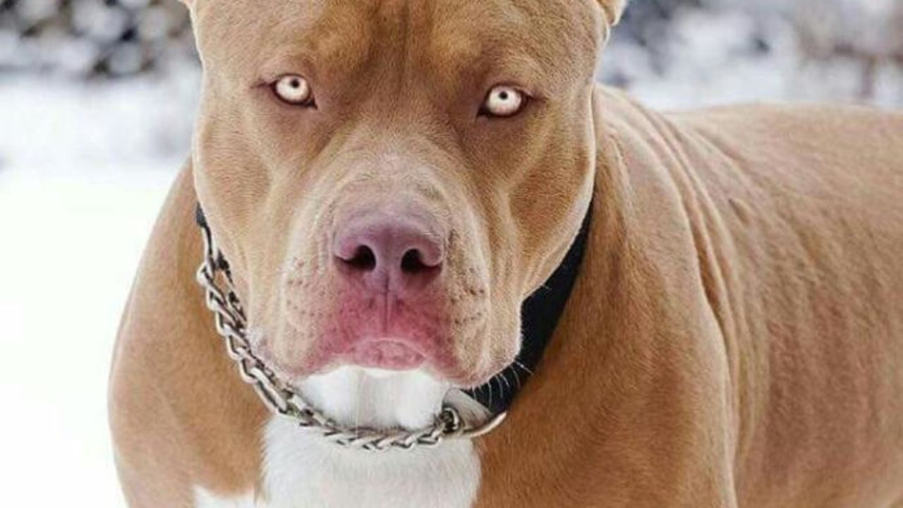 Pitbull, privo di museruola e guinzaglio, esce dalla macchina...