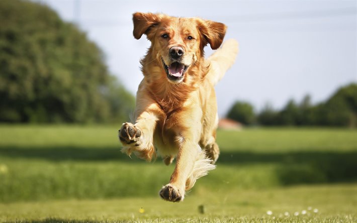 Proprietario di un cane condannato per lesioni. Il cane era s...
