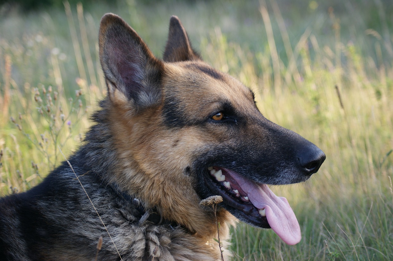 Cane affidato al suocero viene ritrovato morto: condannato l&...