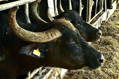 Vaccinare le bufale contro la brucellosi bovina fuori dai cas...