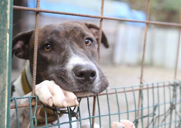 Lecce. Cane maltrattato ed abbandonato dal padrone: legittimo...