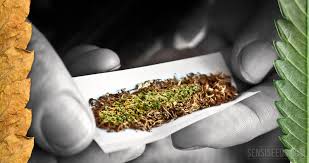 Cessioni di cannabis. Condanna più grave per lo spacciatore...