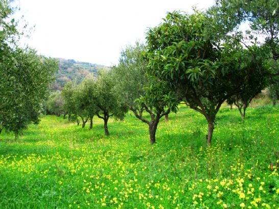Usucapione: coltivare un terreno non è sufficiente all'ac...