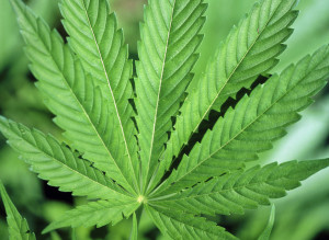 Cannabis light, legittimo il sequestro anche in caso di perce...