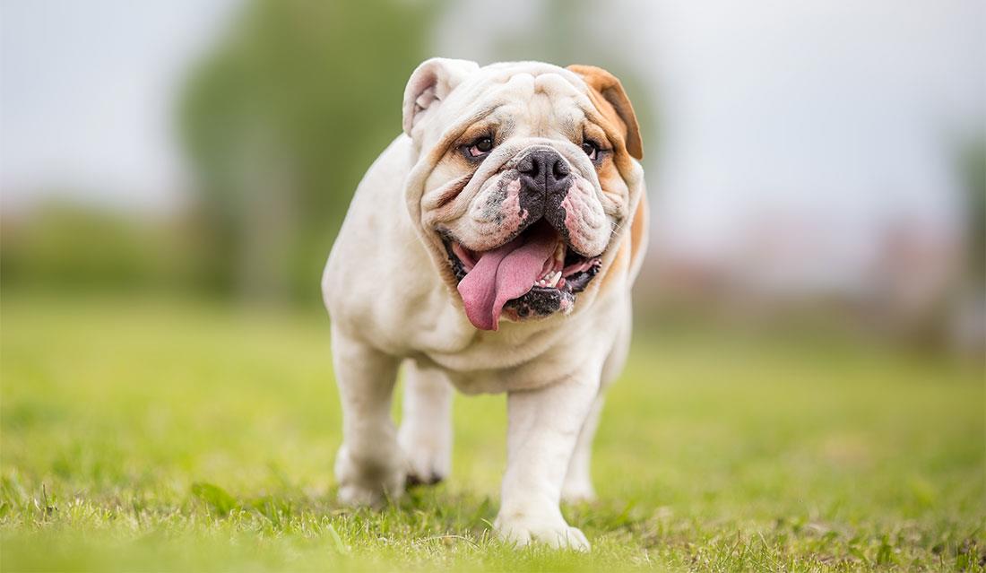 Compra un bulldog inglese da adibire a cane da guardia, ma sc...