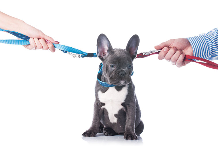 A chi spetta il cane della coppia alla fine della relazione? ...