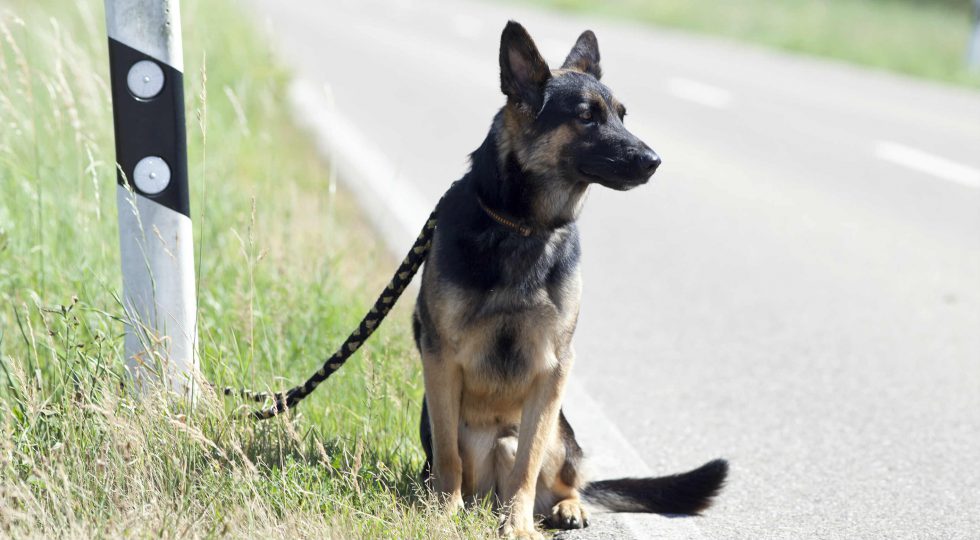 Reato di abbandono di animali: quando può essere disposta la ...